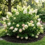 Limelight hortensia placering størrelse og pleje